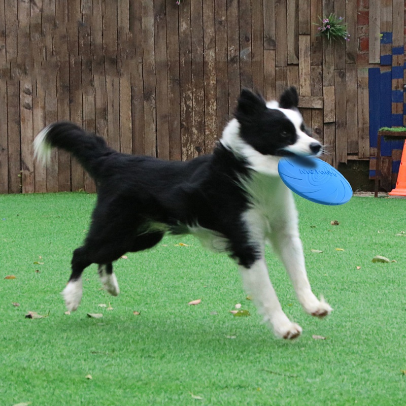 Brinquedos de disco voador res - Flying Disc Dog Training Toy avaliação e preço