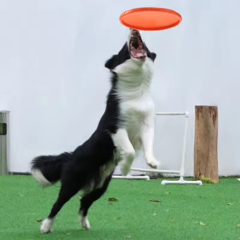 Brinquedo Interativo de Silico - Flying Disc Dog Training Toy avaliação e preço